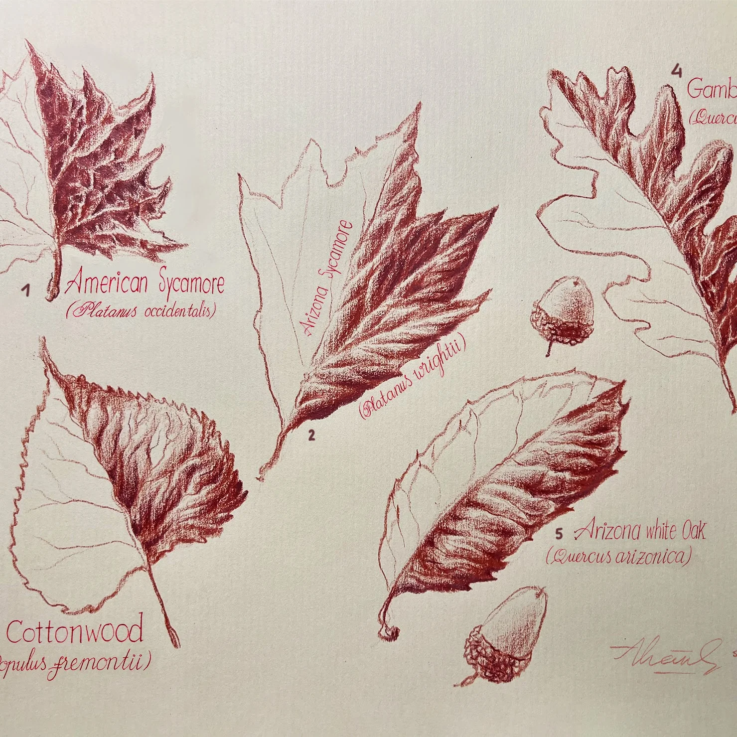 Drawing 13 by Thanh Do (Drawing)